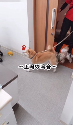 朝の挨拶をしに来た2匹の犬