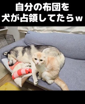 毛布を盗られちゃった