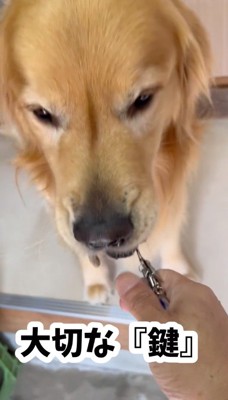 口に咥えている鍵を男性に渡す犬