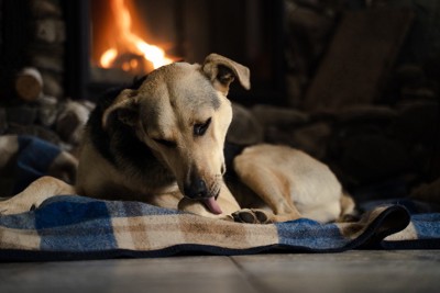 寝床でセルフグルーミングをする犬