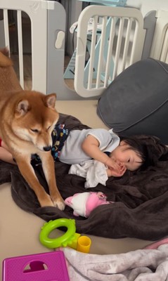 赤ちゃんを起こすポテくん3