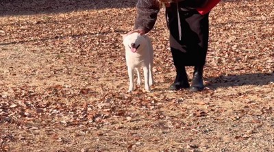 撫でられる柴犬