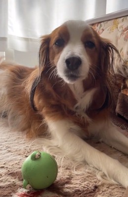 遊んで欲しいワンコ