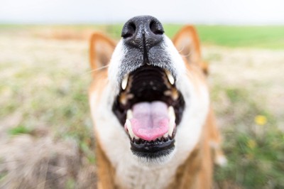 柴犬の口