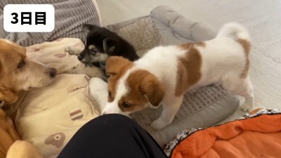 すっかり子犬らしい姿に