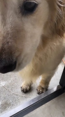 玄関の間に立つ犬