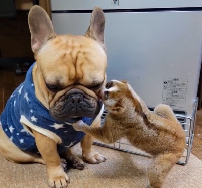 スローロリスに口元を舐められる犬