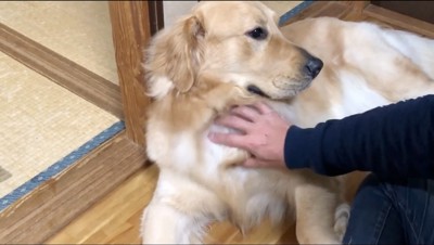 犬の首を撫でる飼い主