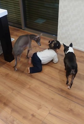 赤ちゃんとワンコたちの日常2