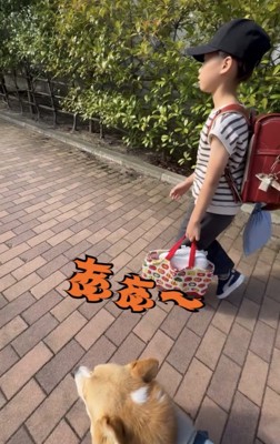 人の隣を歩く犬
