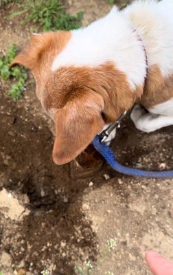 地面を掘るワンコ