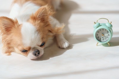 犬と時計