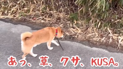 草が気になる柴犬