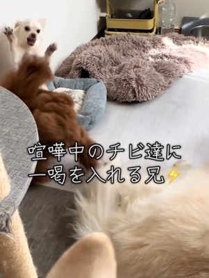 ケンカをしている犬