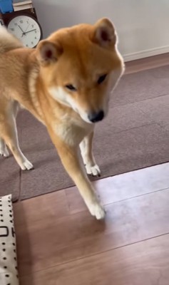 飼い主の元へやってきた柴犬