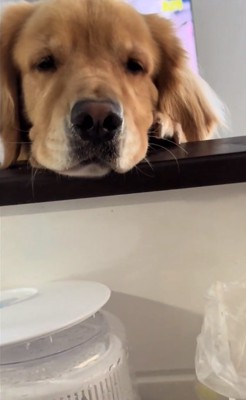 ドアップのイヴちゃん