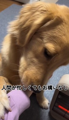 飼い主の手に顔をすり寄せる犬