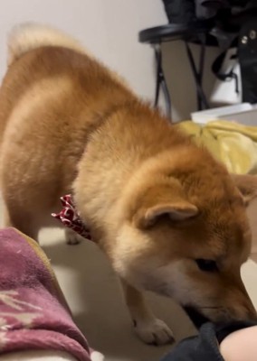 輪ゴムを元に戻すそら君