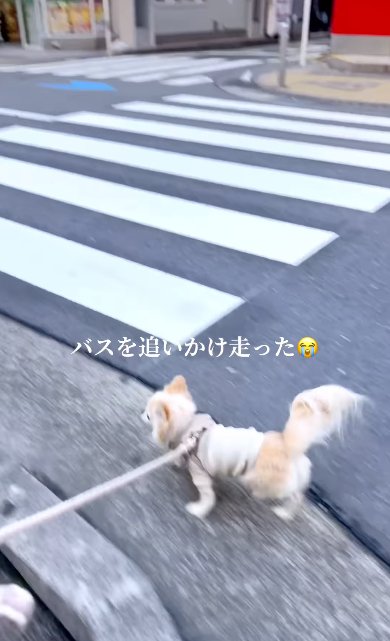 走ってバスを追いかけるチワワ