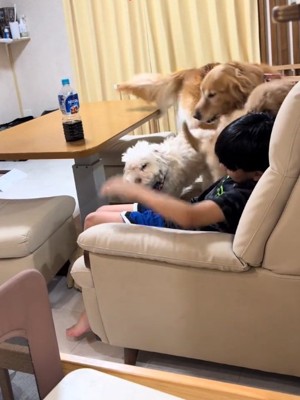 駆け寄ってくるわんこたち