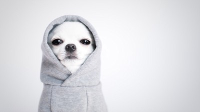服を着せられて不満そうな犬