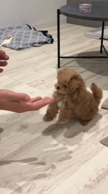 差し出された飼い主の手を見つめる子犬