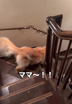 階段を下りるハルちゃん