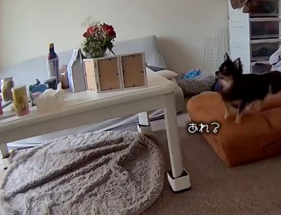 立ち上がる犬