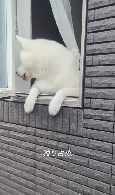 高い窓枠に手をかけて外を眺める秋田犬