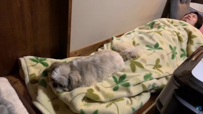 再びパパさんの毛布の上へ!