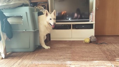 クレートから顔を出す犬