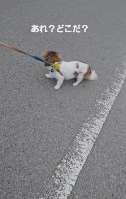 どこ行ったの？