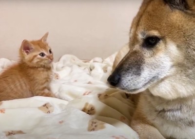 伏せた犬と座った子猫2:15