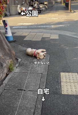 歩道のど真ん中！