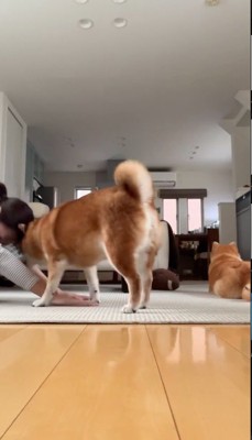 犬に匂いをかがれて笑う女性