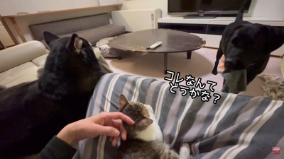 もみじちゃんを囲む大河くん＆銀河くん4