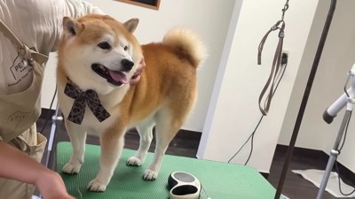 素敵なリボンを装着