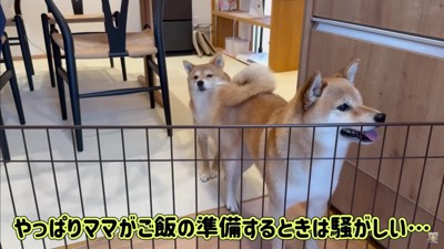 ママがご飯を準備するときは…