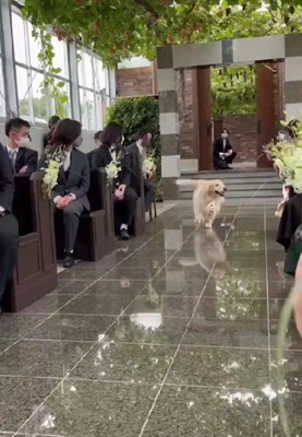 「リングドッグのプロだよ！！」