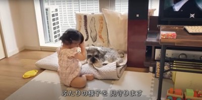 マットの上で座る幼い女の子とミニチュアシュナウザー