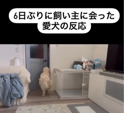 むう君＆める君と飼い主さんの再会