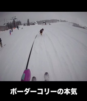 飼い主と雪の中を走る犬