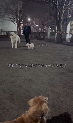 遠吠えを聞いたワンコたちの反応3