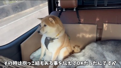 車の窓から外を見る柴犬