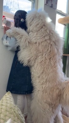 女の子の背中にしがみつく犬