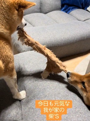 やっぱり喧嘩が始まる！！