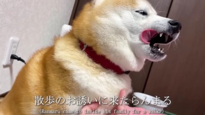 散歩に誘ってきたらんまるくん