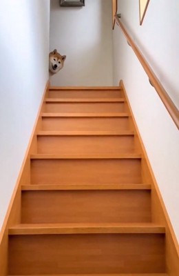 帰宅に顔を見せる福ちゃん