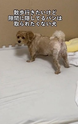 真剣にパンを守るちくわちゃん