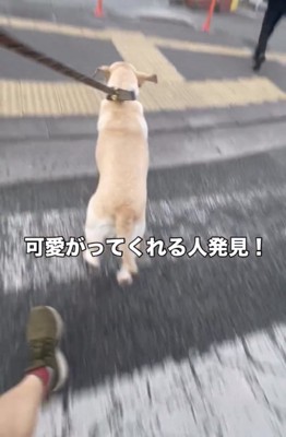 歩道側へ移動する犬